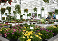 Also Cohen was presenting its varieties at the MNP Flowers location, see the varieties in front. Towards the back; Jaldety and Hishtil.